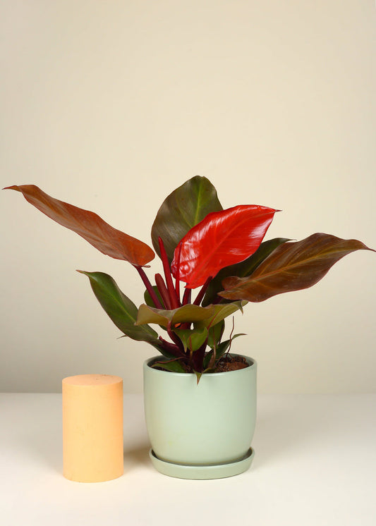 Finale de Philodendron Mccolley