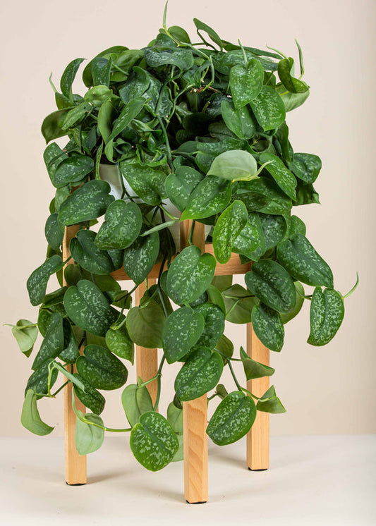 Scindapsus Pictus Satin (pothos satiné)