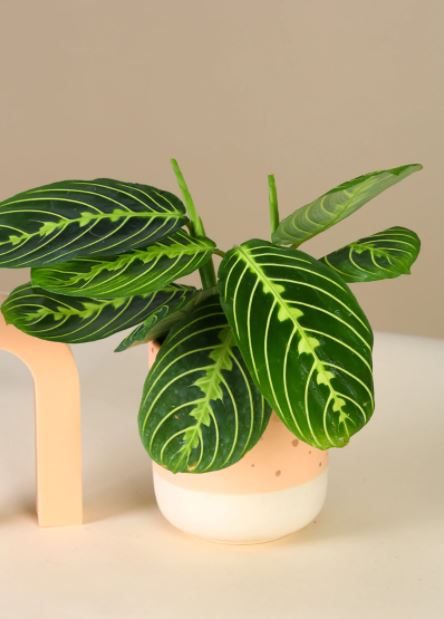 Maranta Citron Lime