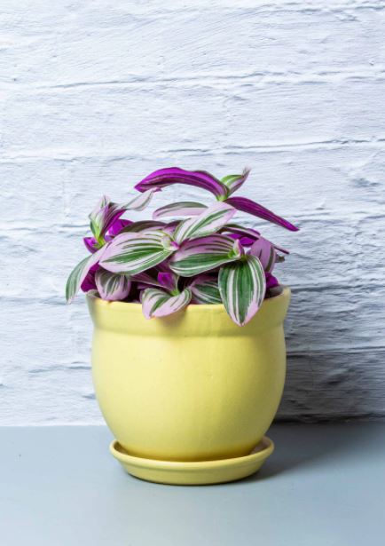 Tradescantia Nanouk