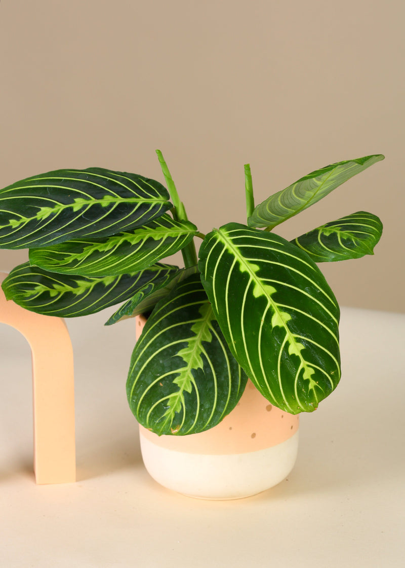 Maranta Citron Lime