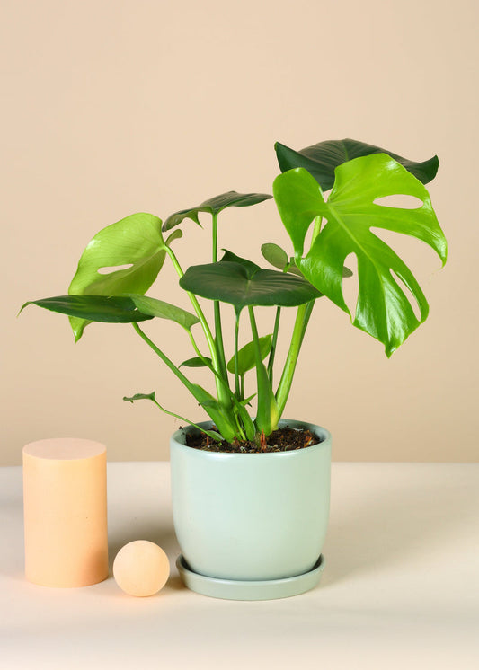 Monstera Deliciosa