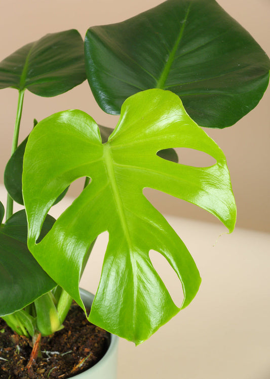 Monstera Deliciosa