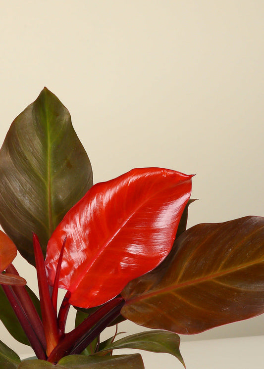 Finale de Philodendron Mccolley