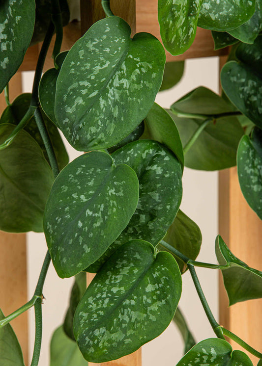 Scindapsus Pictus Satin (pothos satiné)
