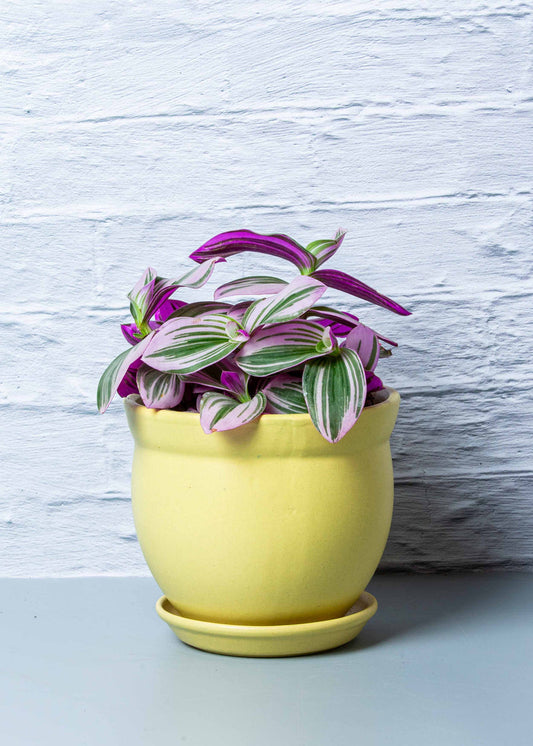 Tradescantia Nanouk